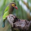 Bird Watching and Cycling in Kitulgala - Full Day