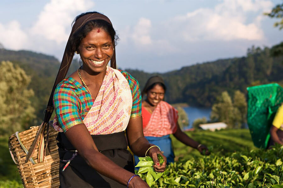 Ceylon Tea - Sri Lanka Tea