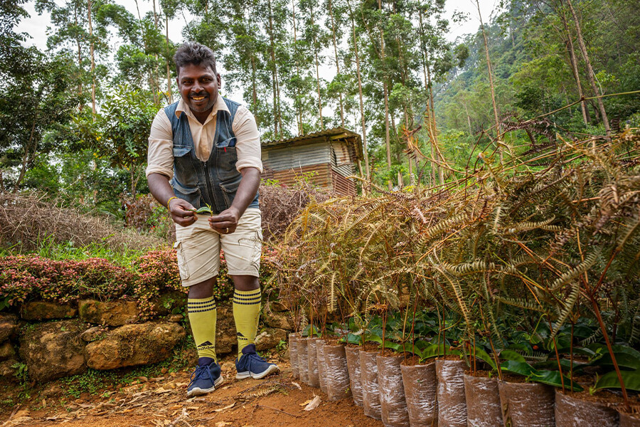 Dunkeld Tea Plantation - Tea Plantations in Sri Lanka