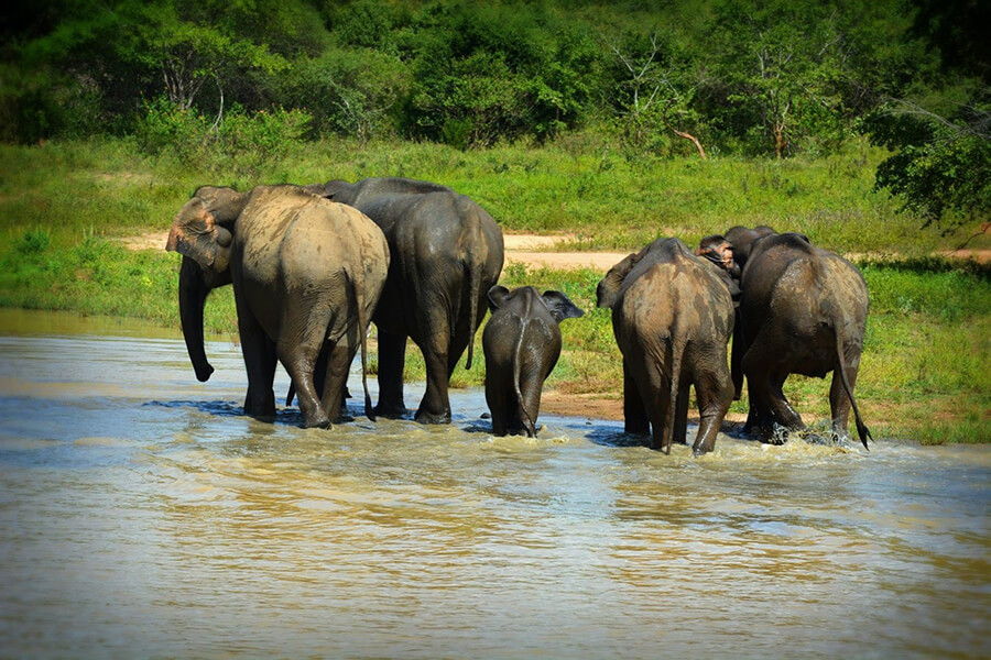Exciting experiences at Udawalawe National Park