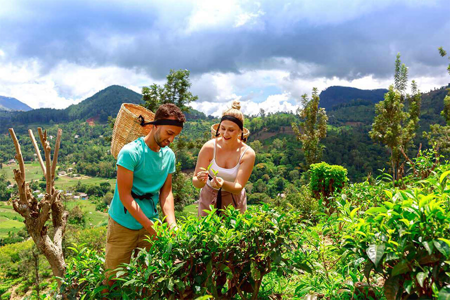 Halpewatte Tea Factory - Tea Plantation in Sri Lanka