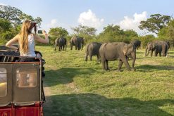 Jeep Safari In Yala National Park