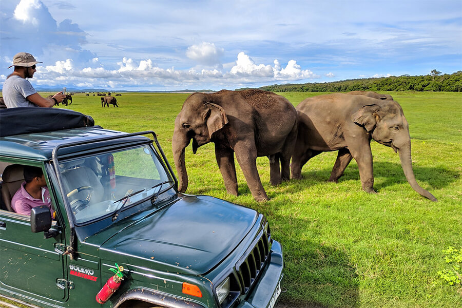 Kaudulla National Park - Elephant in Sri Lanka