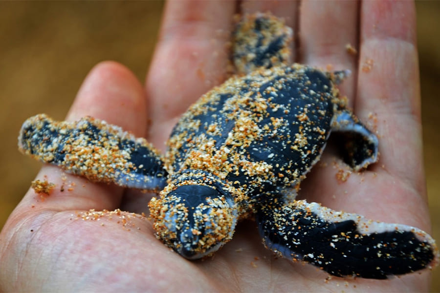 Kosgoda Sea Turtle Conservation Project - sri lanka 6-day itinerary