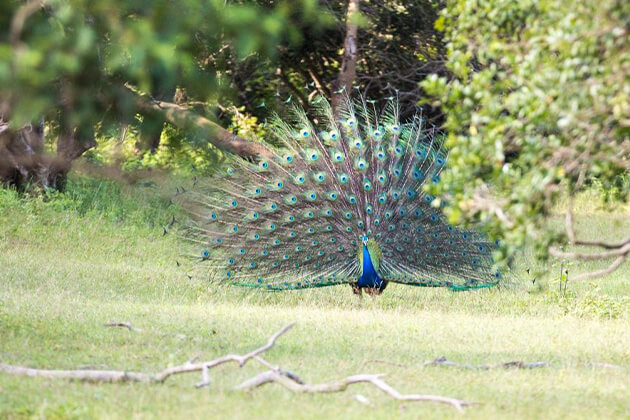 Lahugala National Park - east coast sri lanka itinerary