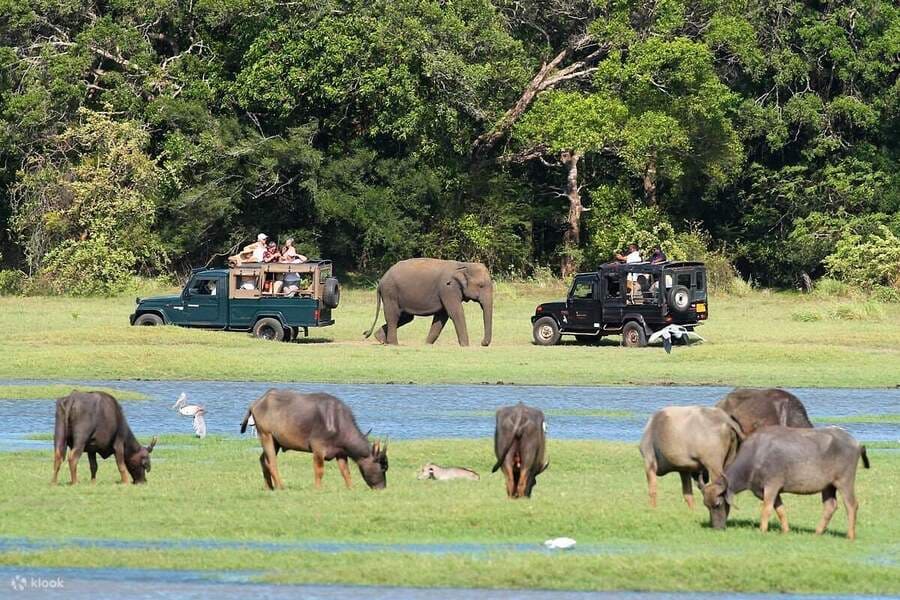 Minneriya Jeep Safari - sri lanka 4 day itinerary