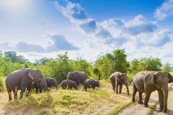 Minneriya National Park sri lanka holidays