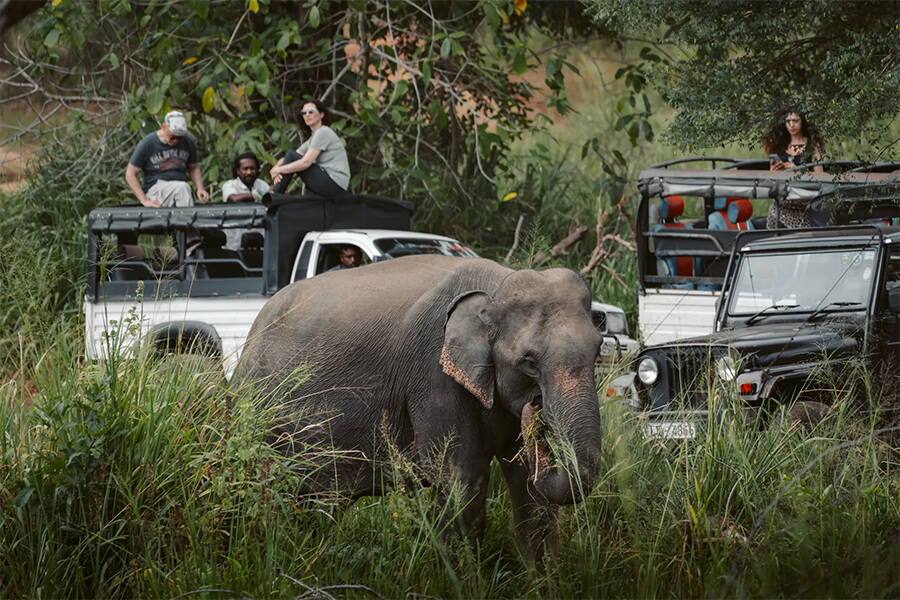 Minneriya National Park - Elephants in Sri Lanka