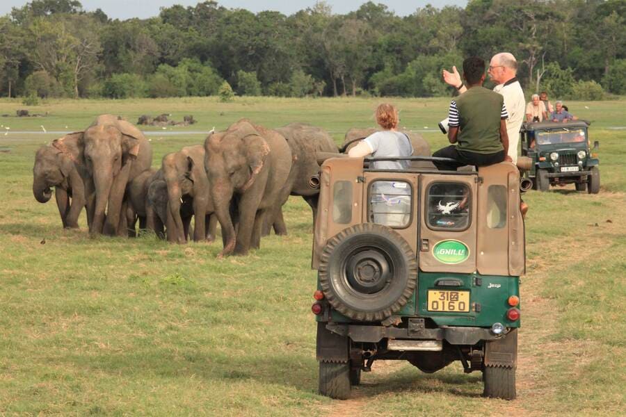 Minneriya National Park - sri lanka 5-day itinerary