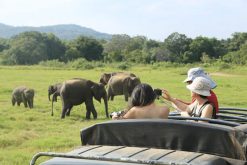 Minneriya National Park - sri lanka adventure holiday