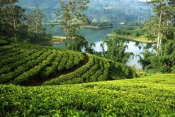 Nuwara Eliya Tea Plantation