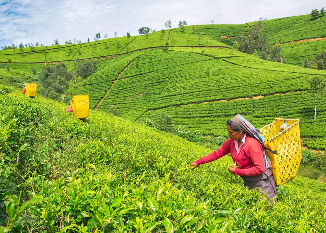 tea plantation Nuwara Eliya - sri lanka 15-day itinerary