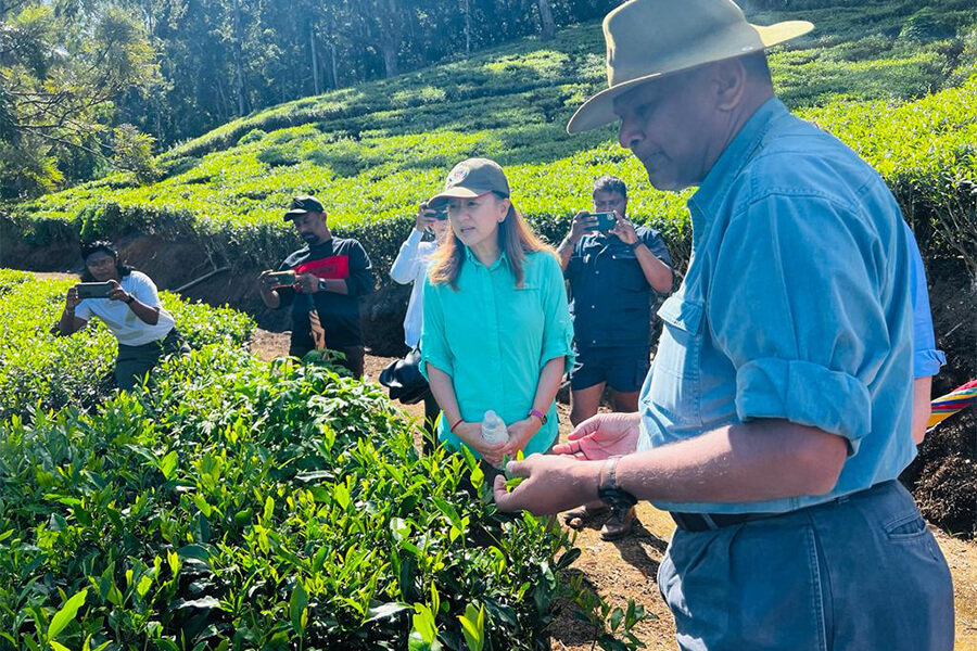 Pedro Tea Estate - sri lanka tea plantation