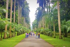 Peradeniya Botanical Garden - sri lanka family trip
