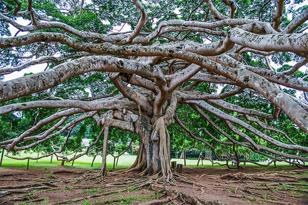 Peradeniya Botanical Garden - sri lanka tour packages for family