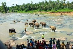 Pinnawala Elephant Orphanage