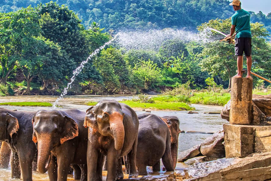 Pinnawala Elephant Orphanage - 6 days sri lanka itinerary