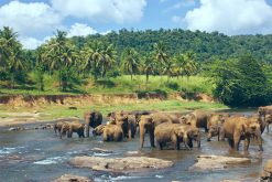 Pinnawala Elephant Orphanage Sri Lanka Family Tour