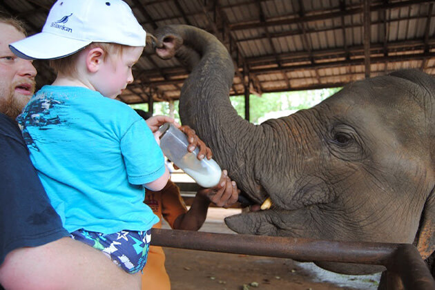 Pinnawala Elephant Orphanage - sri lanka family tour
