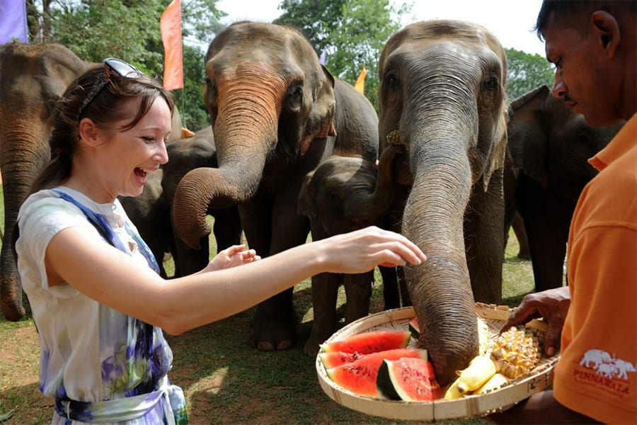 Pinnawala Elephant Orphanage - sri lanka tours