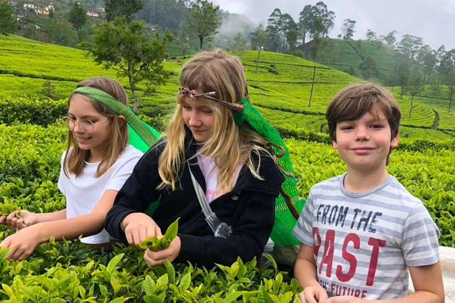 Sri lanka celon tea - sri lanka tour packages