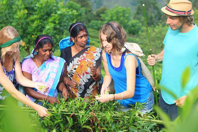 Tea Trek