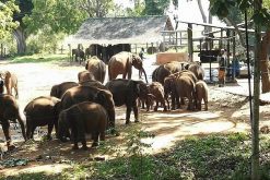 Udawalawe Elephant Transit Home