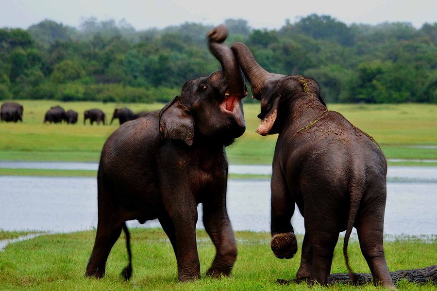 Udawalawe National Park .