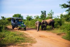 Udawalawe National Park - best sri lanka beach holiday