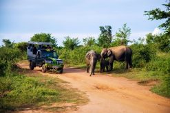 Udawalawe National Park - sri lanka classic tour