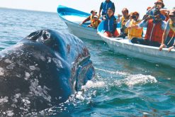 Whale Watching - adventure holiday packages in sri lanka
