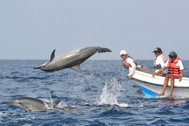 Whale and Dolphin Watching