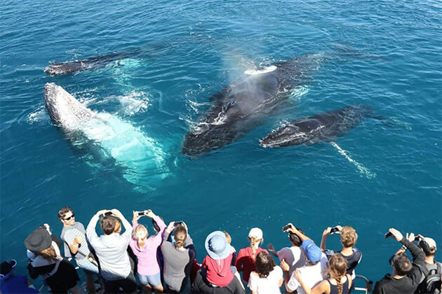 Whale and Dolphin watching - 5 day sri lanka tour
