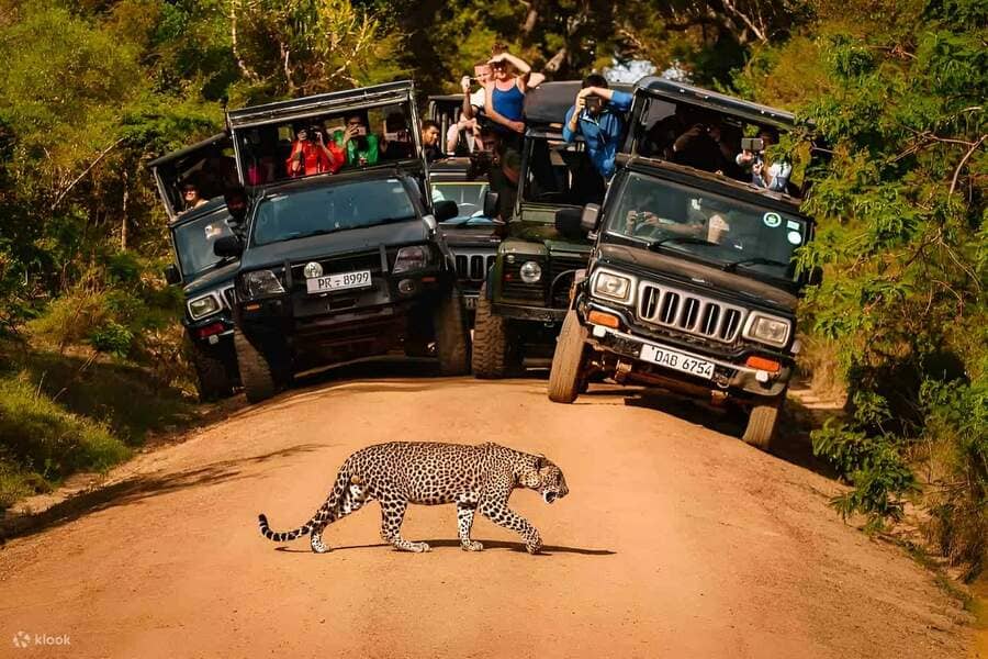 Yala Jeep Safari - sri lanka 6 day-itinerary