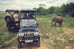 Yala National Park