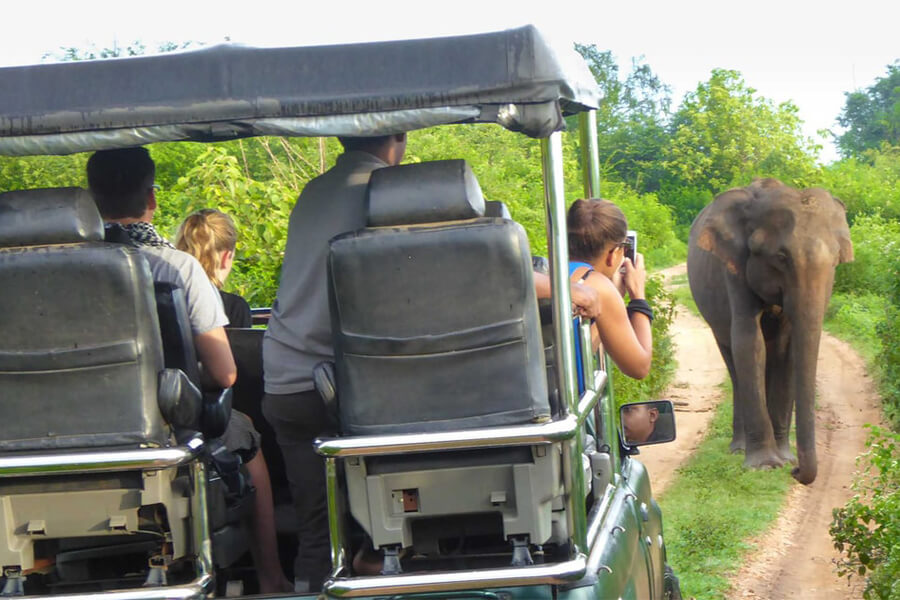 Yala National Park - Sri Lanka Elephants