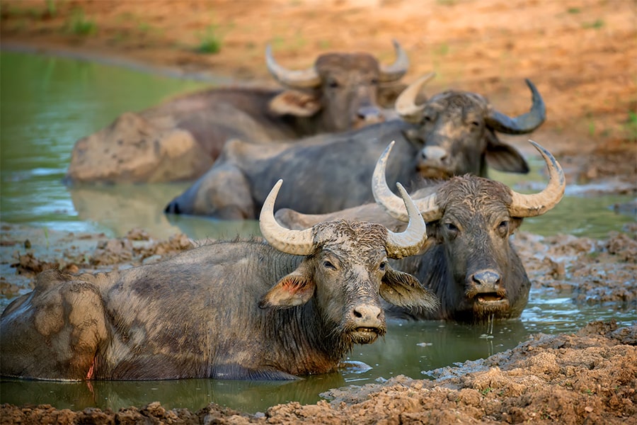 Yala National Park - sri lanka tour package