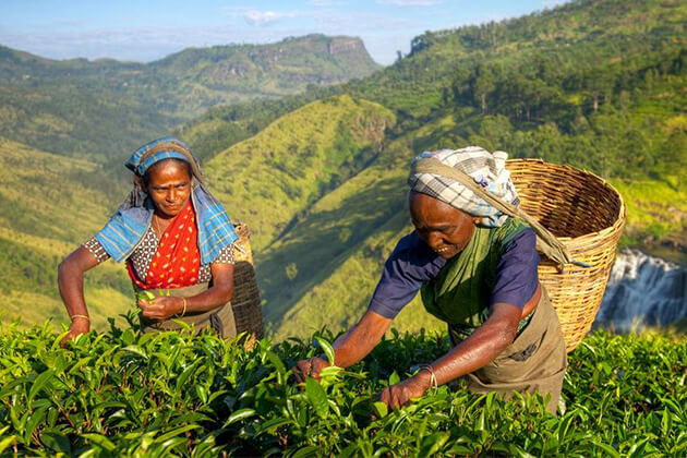 ceylon tea plantation - east coast sri lanka itinerary
