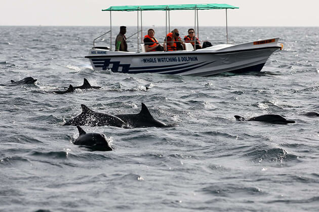 dolphin watching sri lanka 2 week trip