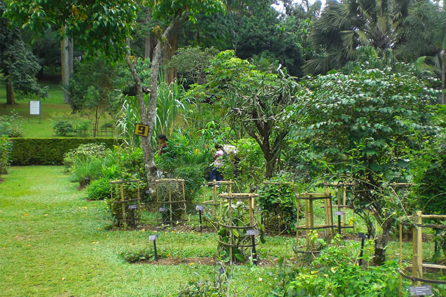 herbal garden - sri lanka 6-day itinerary