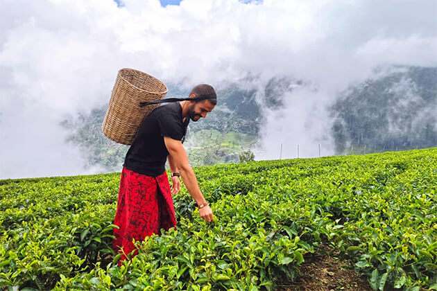 nuwara eliya tea plantation - sri lanka 2 week tour packages