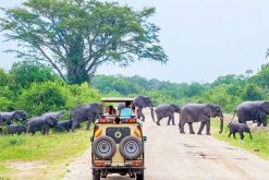 sri lanka family trip package