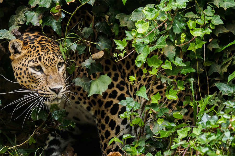sri lanka nature and wildlife - tour packages sri lanka