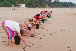 turtle hatchery