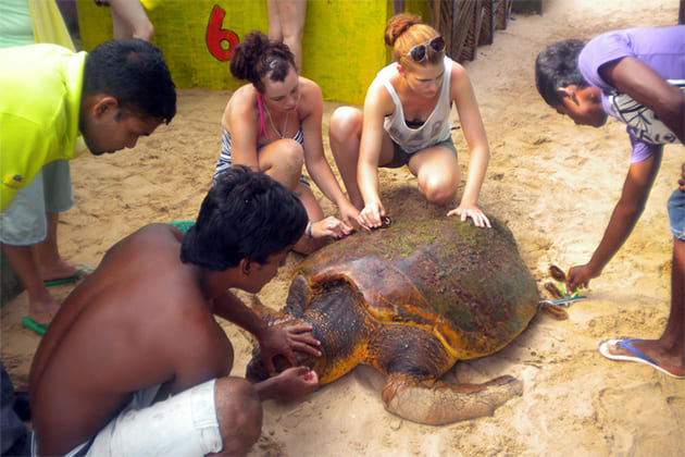turtle hatchery - sri lanka itinerary 15 days
