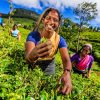visit tea planation in sri lanka holiday tours