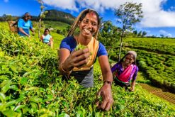 visit tea planation in sri lanka holiday tours