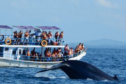 whale watching - family trip in sri lanka