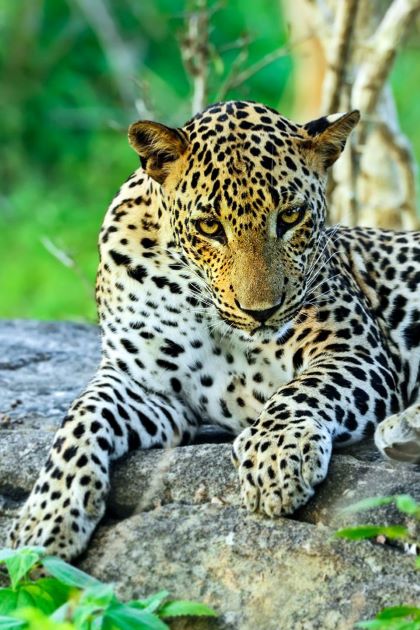 wildlife tours and sightseeing in sri lanka